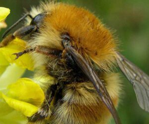 Endangered Bumblebee Back In Devon