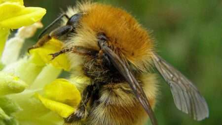 Read more about the article Endangered Bumblebee Back In Devon