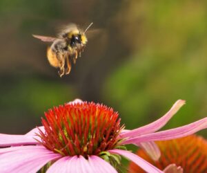 Study Sheds Light On How CO2 Affects Bumblebees