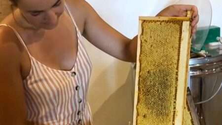 Read more about the article Paris Lawyer Resigns To Focus On Beekeeping In The Countryside