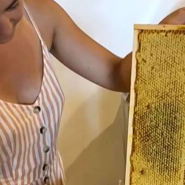Paris Lawyer Resigns To Focus On Beekeeping In The Countryside