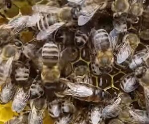 Beekeepers Bestow 52 Kilos Of Honey On OAP Home
