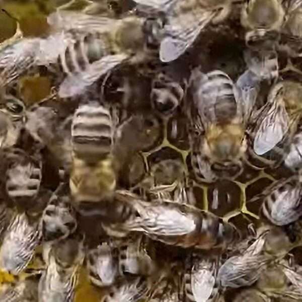 Beekeepers Bestow 52 Kilos Of Honey On OAP Home