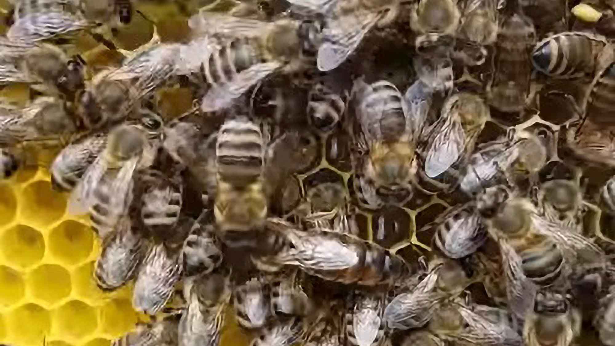 Beekeepers Bestow 52 Kilos Of Honey On…