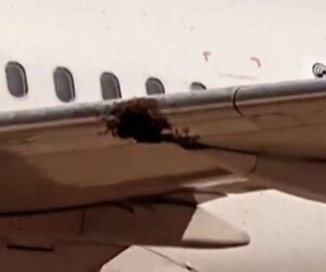 Flight Cancelled After Massive Bee Swarm Invades Plane