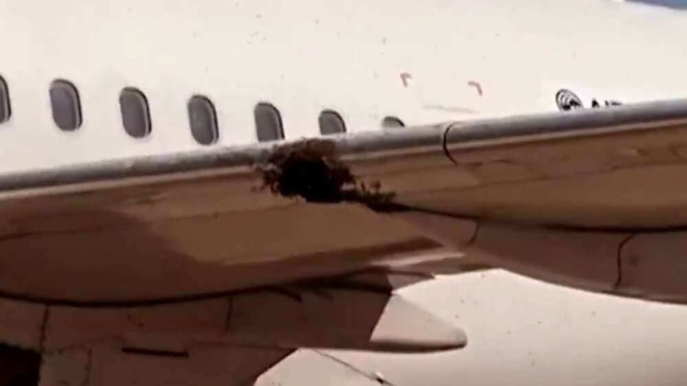 Flight Cancelled After Massive Bee Swarm Invades…