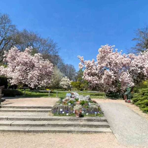 Record Attendance At Botanic Garden Linz