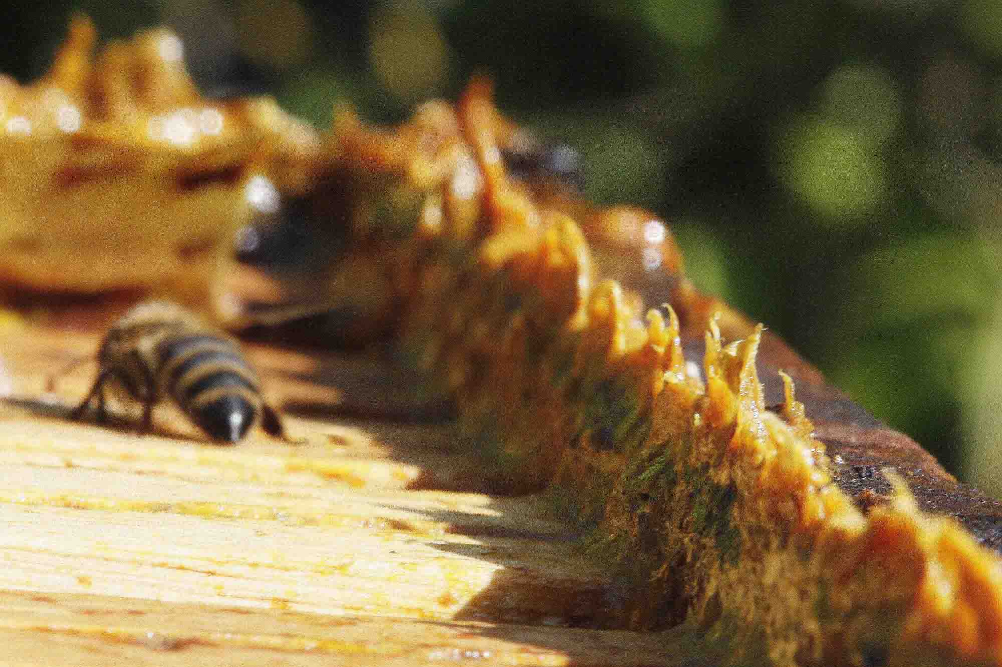 Green Propolis Found To Alter Cancer Cells