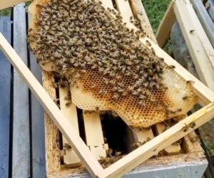 Colorado Startup Provides Google And IBM With Hives