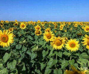 Sunflowers Could Help Protecting Hives From Varroa