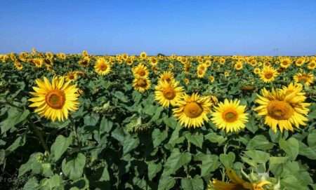 Read more about the article Sunflowers Could Help Protecting Hives From Varroa