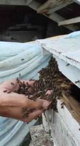 Read more about the article Experts Analyse Thai Beekeeping Clips That Went Viral