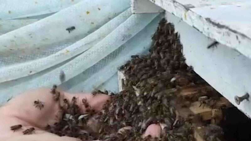 Experts Analyse Thai Beekeeping Clips That Went Viral