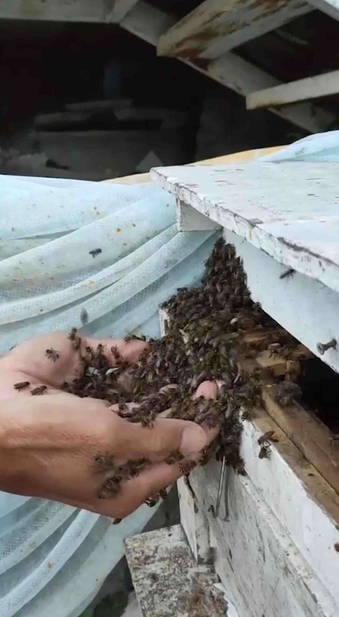 Experts Analyse Thai Beekeeping Clips That Went…