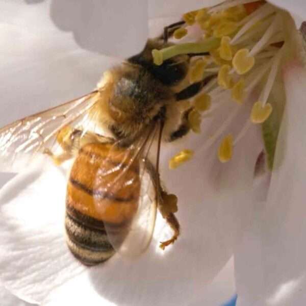 Bees In Styria Were Fed With Lots Of Sugar During Rainy Spring
