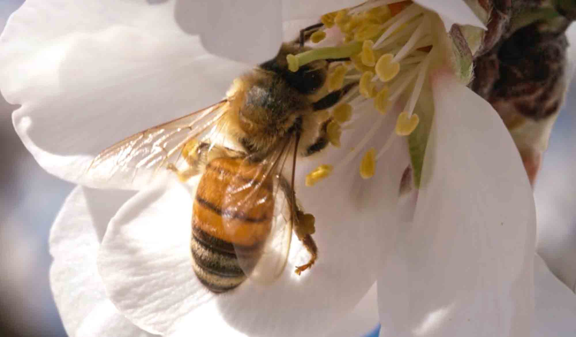 USDA Presents ‘First-Of-Its-Kind’ Bee Genome Research
