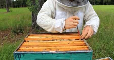 Read more about the article Beekeeping Boom In North-Rhine Westphalia
