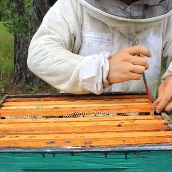 Beekeeping Boom In North-Rhine Westphalia
