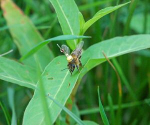 Bees Memorise Habitat Landscape, Study Shows