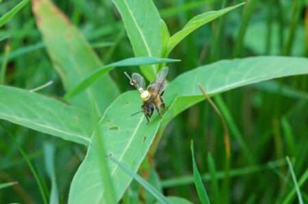 Read more about the article Bees Memorise Habitat Landscape, Study Shows