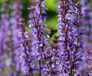 Scientists Present Pollinator-Plant Database