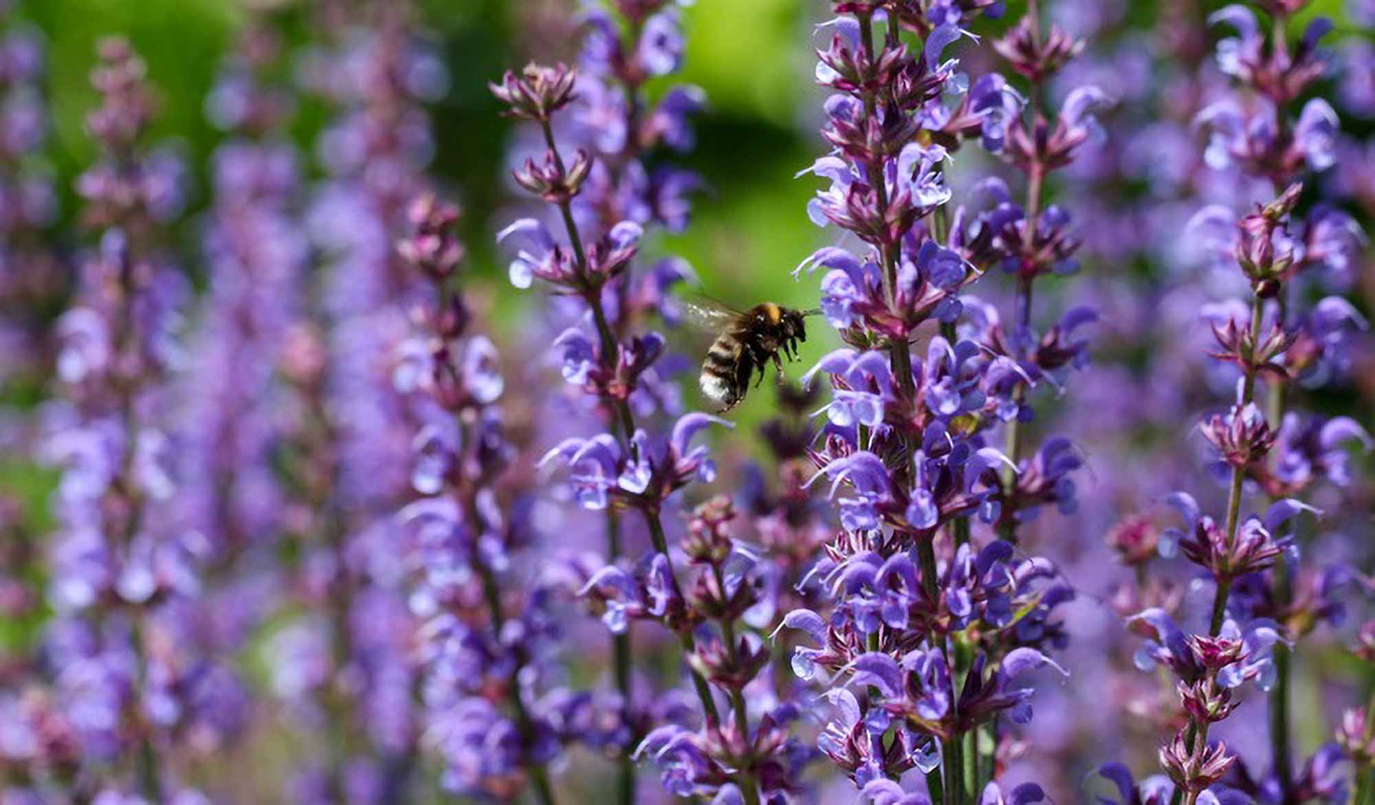 Scientists Present Pollinator-Plant Database