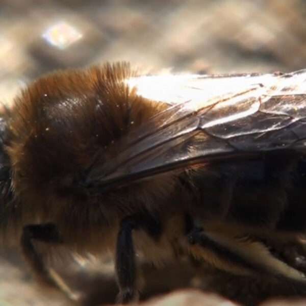Awareness Award For Bee Species Often Seen At Playgrounds