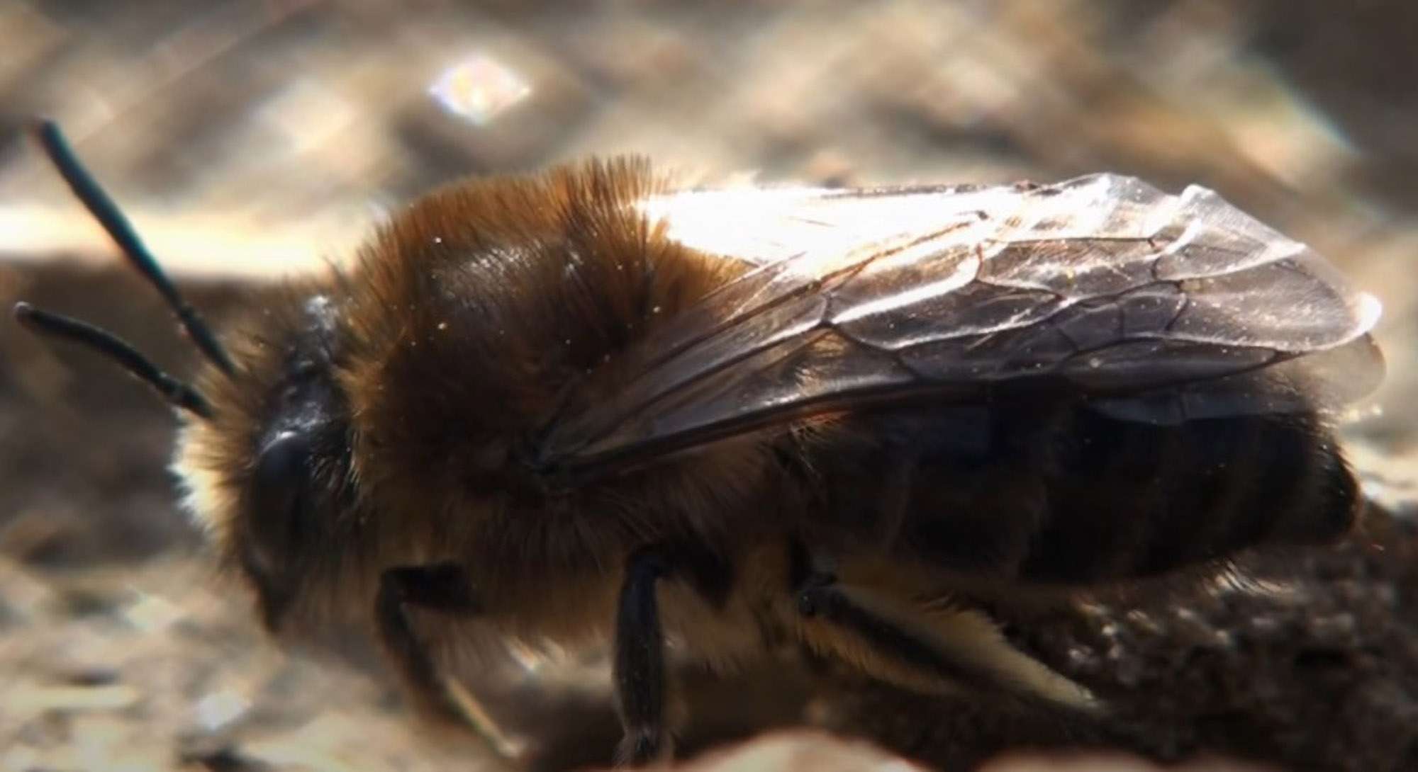 Awareness Award For Bee Species Often Seen…