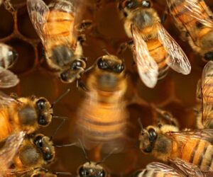 Honeybee Waggle Dance Found To Be A Social Learning Skill