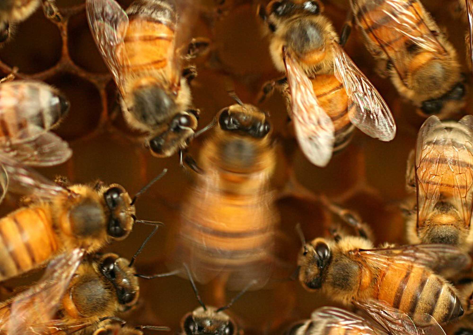 Honeybee Waggle Dance Found To Be A…