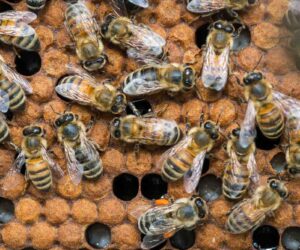 Calcium Sensor Implant Sheds Light On Bee Brain Activity