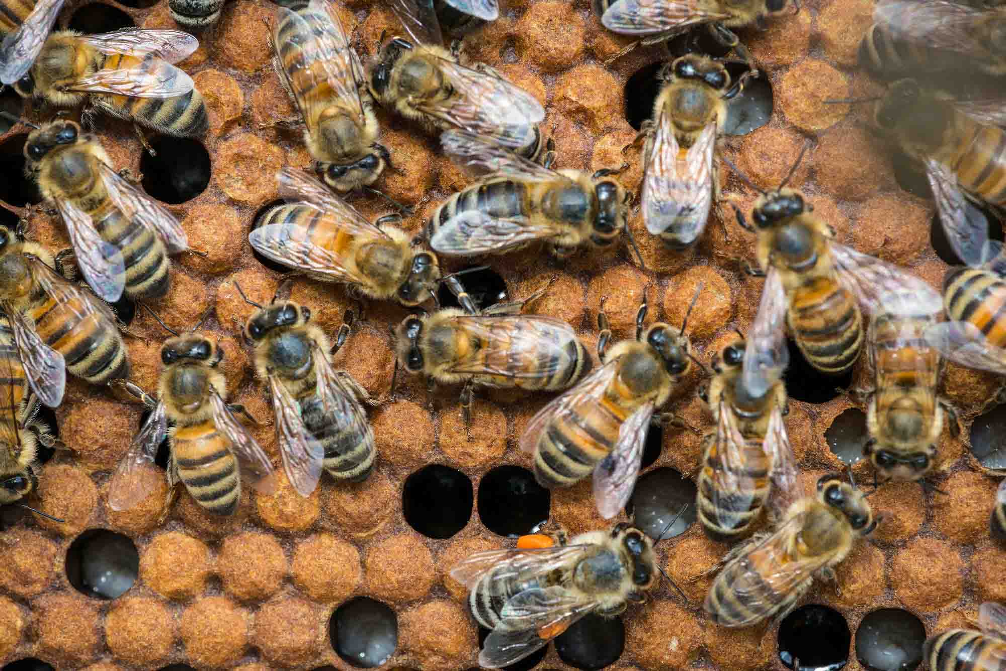 Calcium Sensor Implant Sheds Light On Bee…
