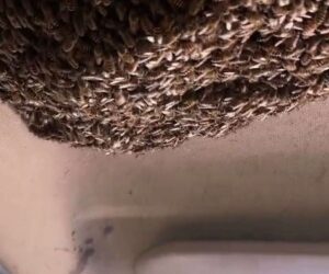 Swarm In Car Clip Could Be Staged, Expert Says