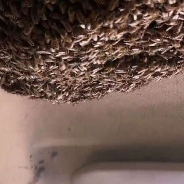 Swarm In Car Clip Could Be Staged, Expert Says