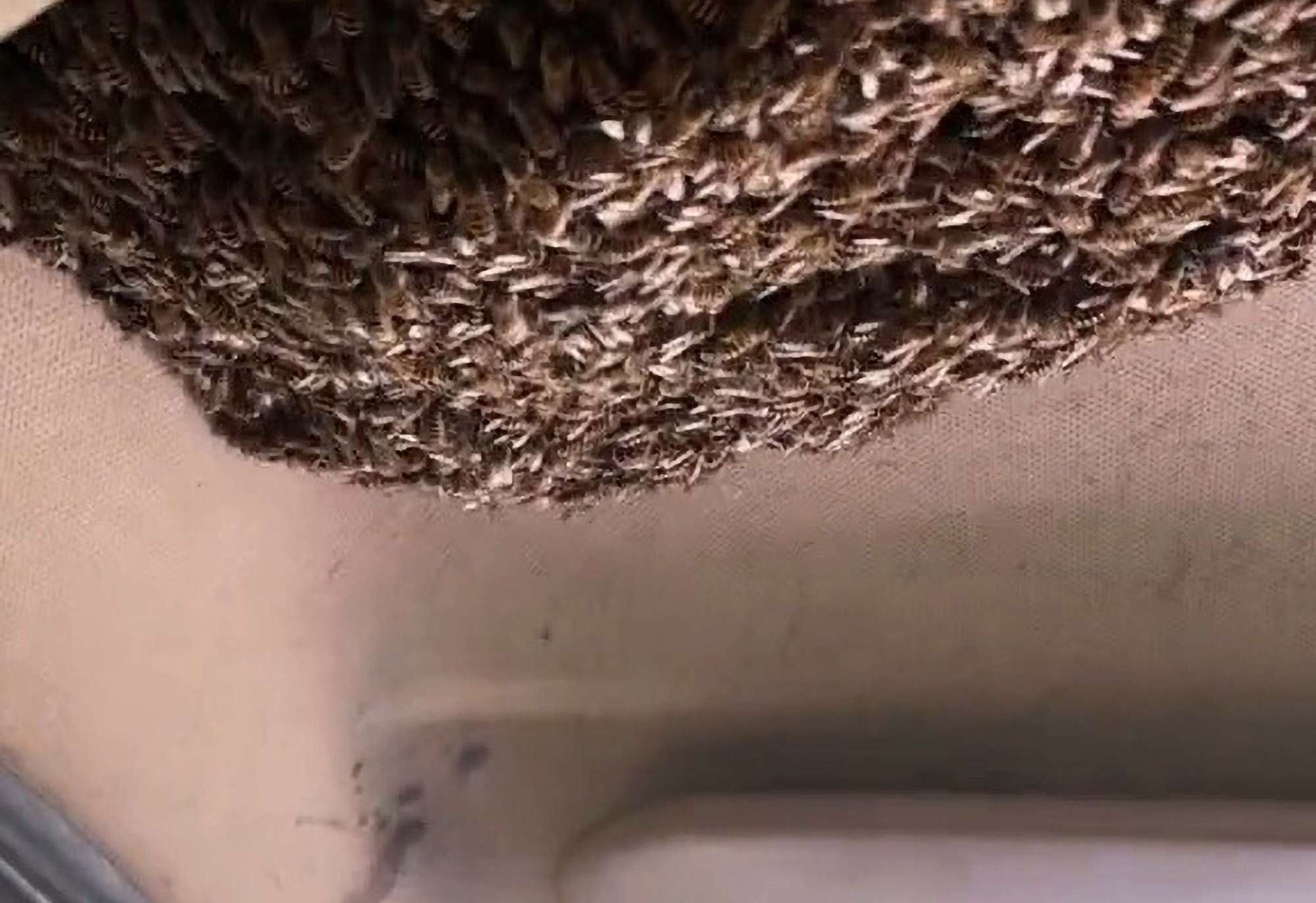 Swarm In Car Clip Could Be Staged,…