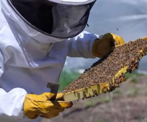 Hive Debris Check Could Help Keeping Bees And Humans Healthy