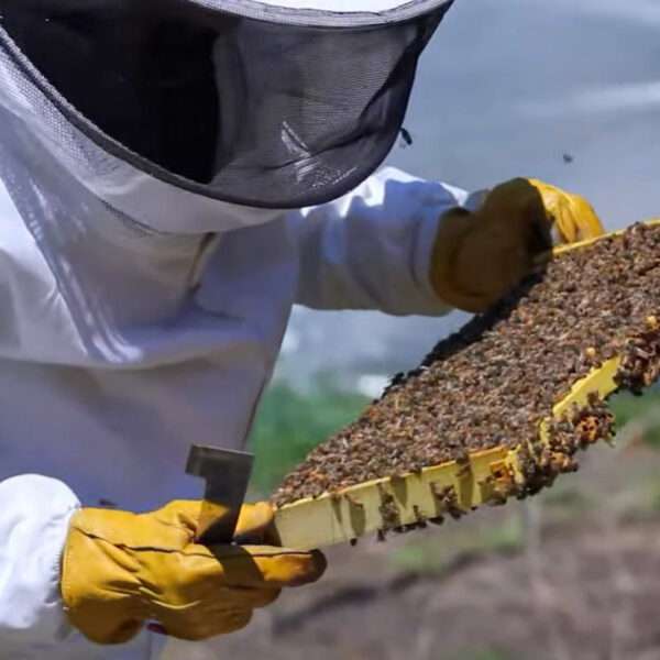 Hive Debris Check Could Help Keeping Bees And Humans Healthy