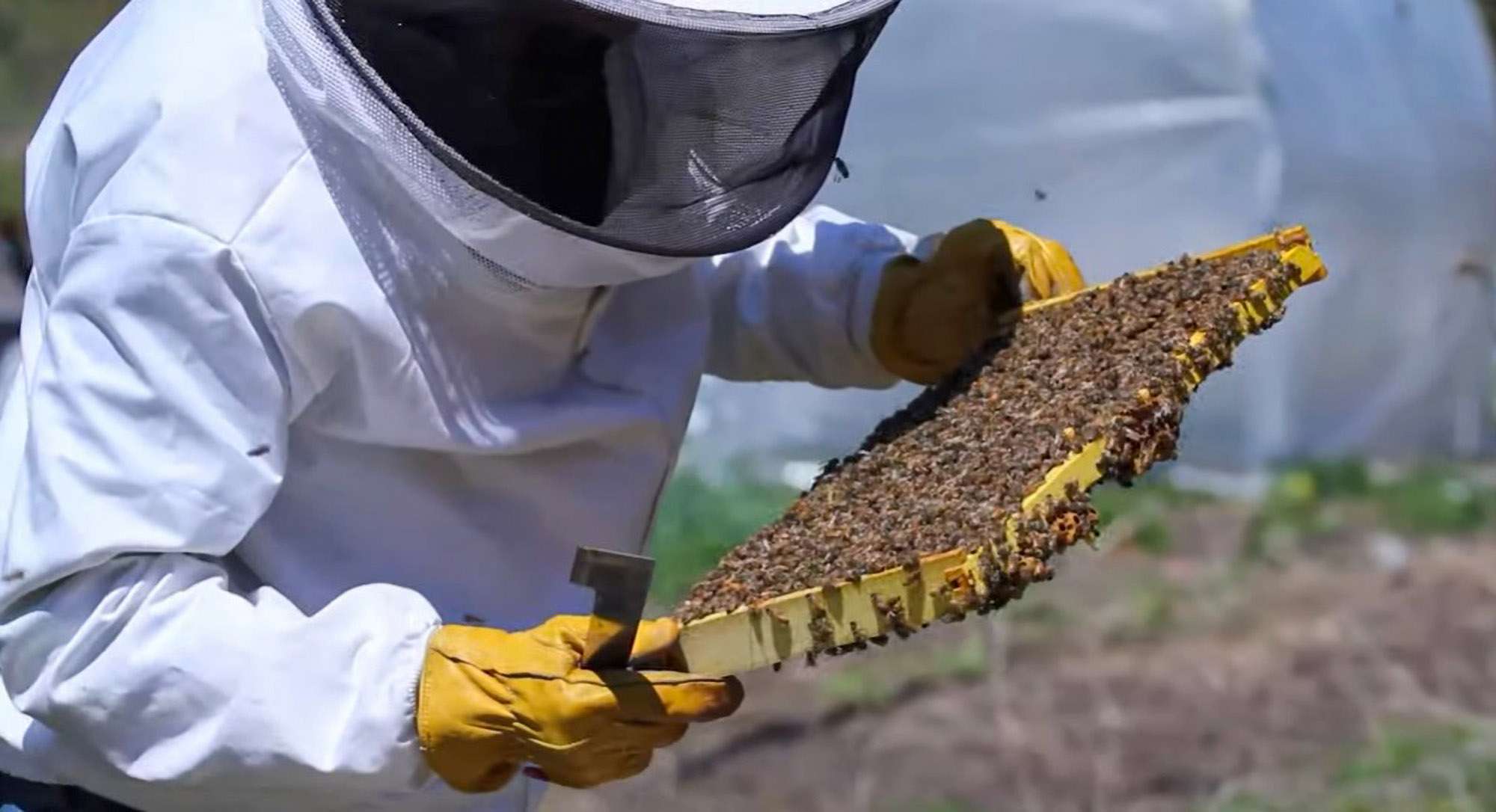 Hive Debris Check Could Help Keeping Bees…
