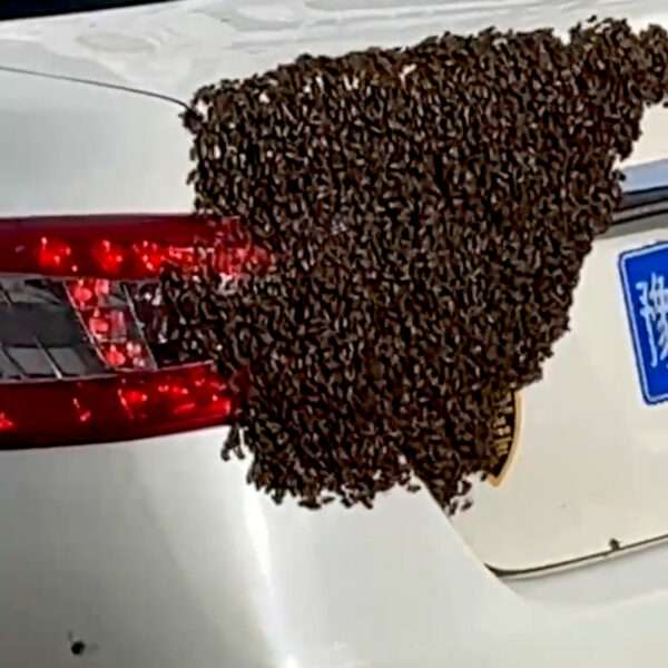 Bee Colony Gathers On A Car Trunk