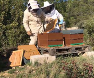 Beekeeper Who Supports Winegrowers Hopeful About ‘Mentality Change’