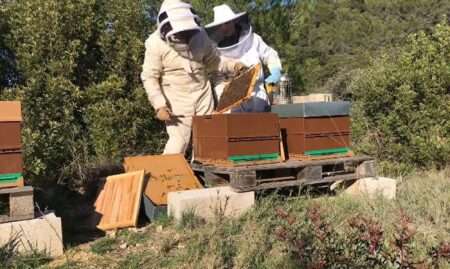 Read more about the article Beekeeper Who Supports Winegrowers Hopeful About ‘Mentality Change’