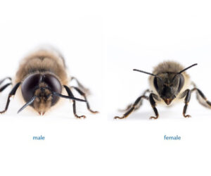 Scientists Decode Honeybees’ Eye Size Gene
