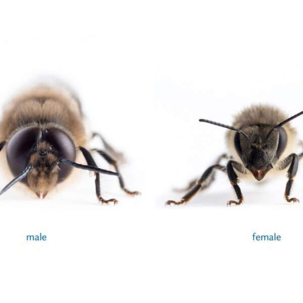 Scientists Decode Honeybees’ Eye Size Gene