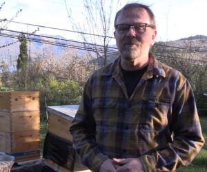 Parasite Kills Canadian Bee Colonies