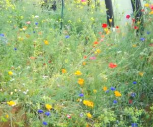 UK Schools Receive Wildflower Seeds Worth GBP 350,000