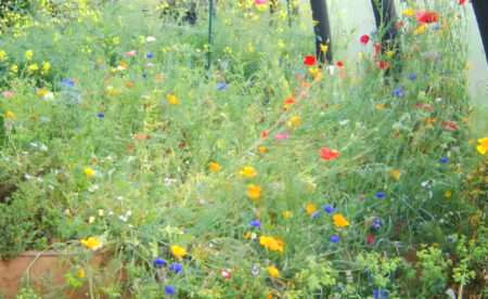 Read more about the article UK Schools Receive Wildflower Seeds Worth GBP 350,000