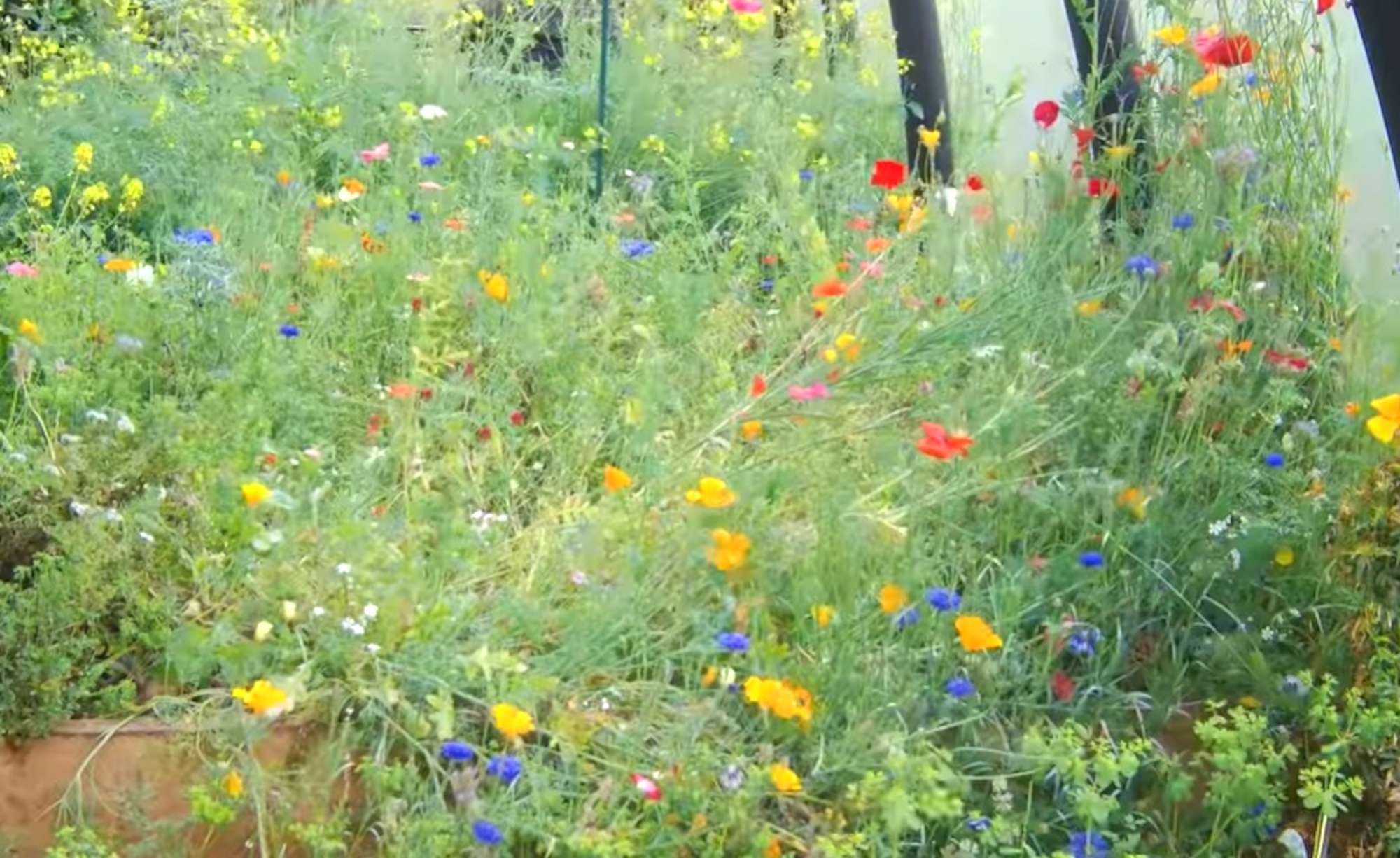 UK Schools Receive Wildflower Seeds Worth GBP…