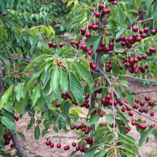 Fruit Trees ‘Can Help Saving Struggling Bumblebees’