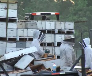 Thousands Of Bees Lost As Apiarist Crashes Into Truck