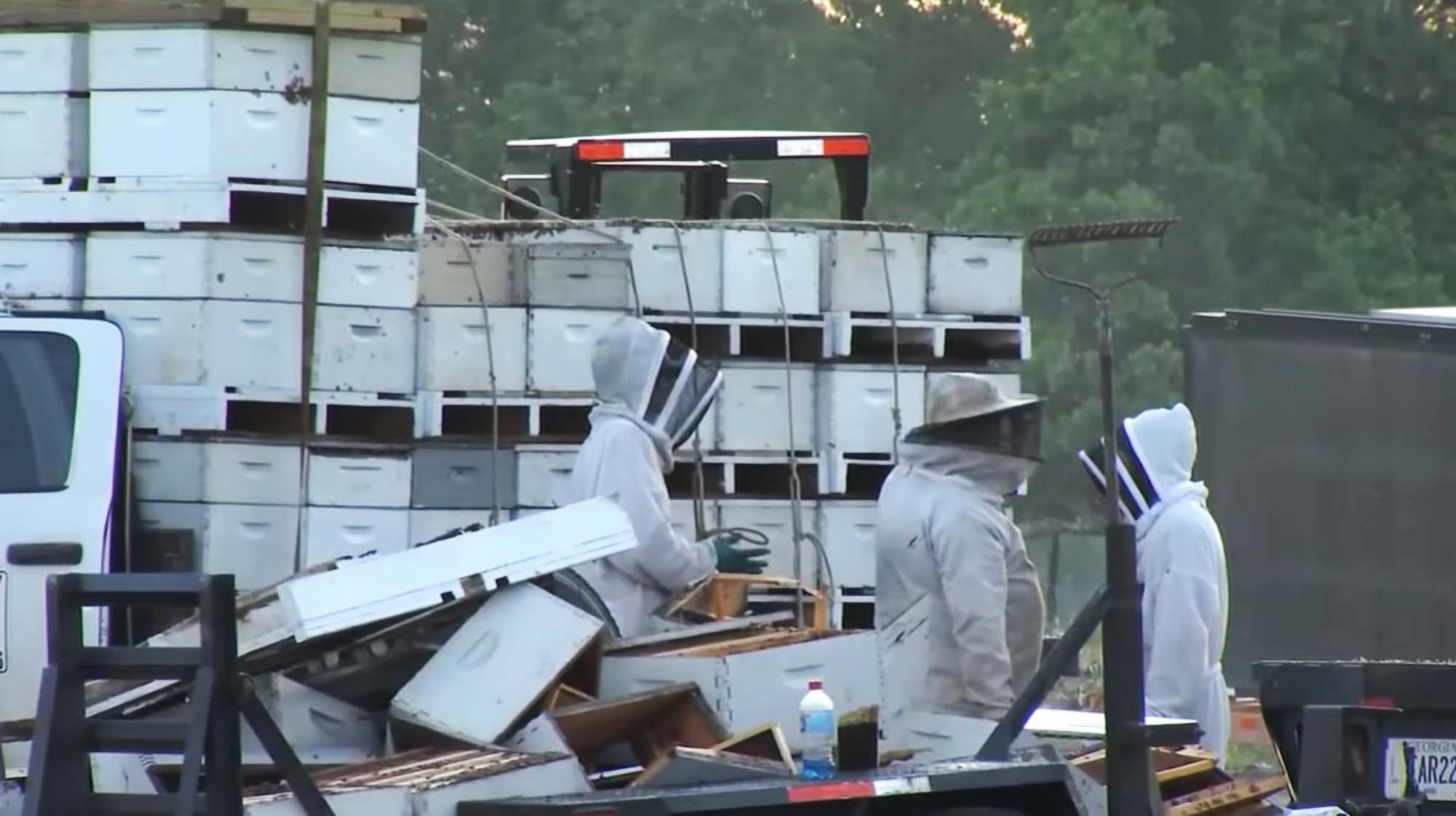 Thousands Of Bees Lost As Apiarist Crashes…
